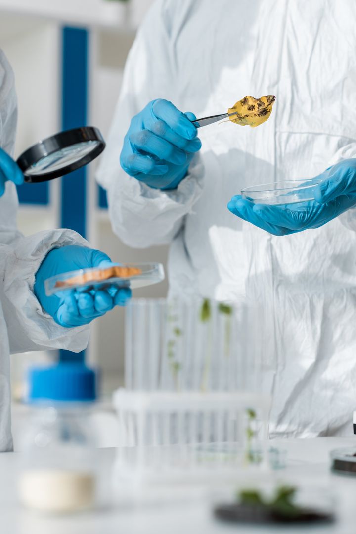 Técnicos con traje de protección y guantes analizando alimentos en un laboratorio de inocuidad